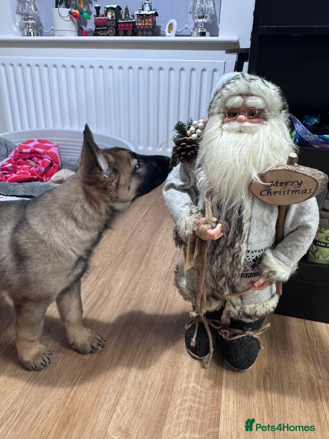 German Shepherd dogs for sale: 9 week old German shepherd puppy  - Advert 2