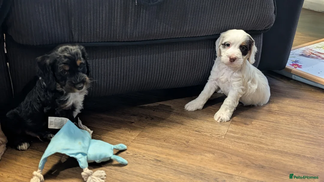 Cockapoo dogs for sale: Licensed breeder, health tested F1 cockapoo pups - Advert 16