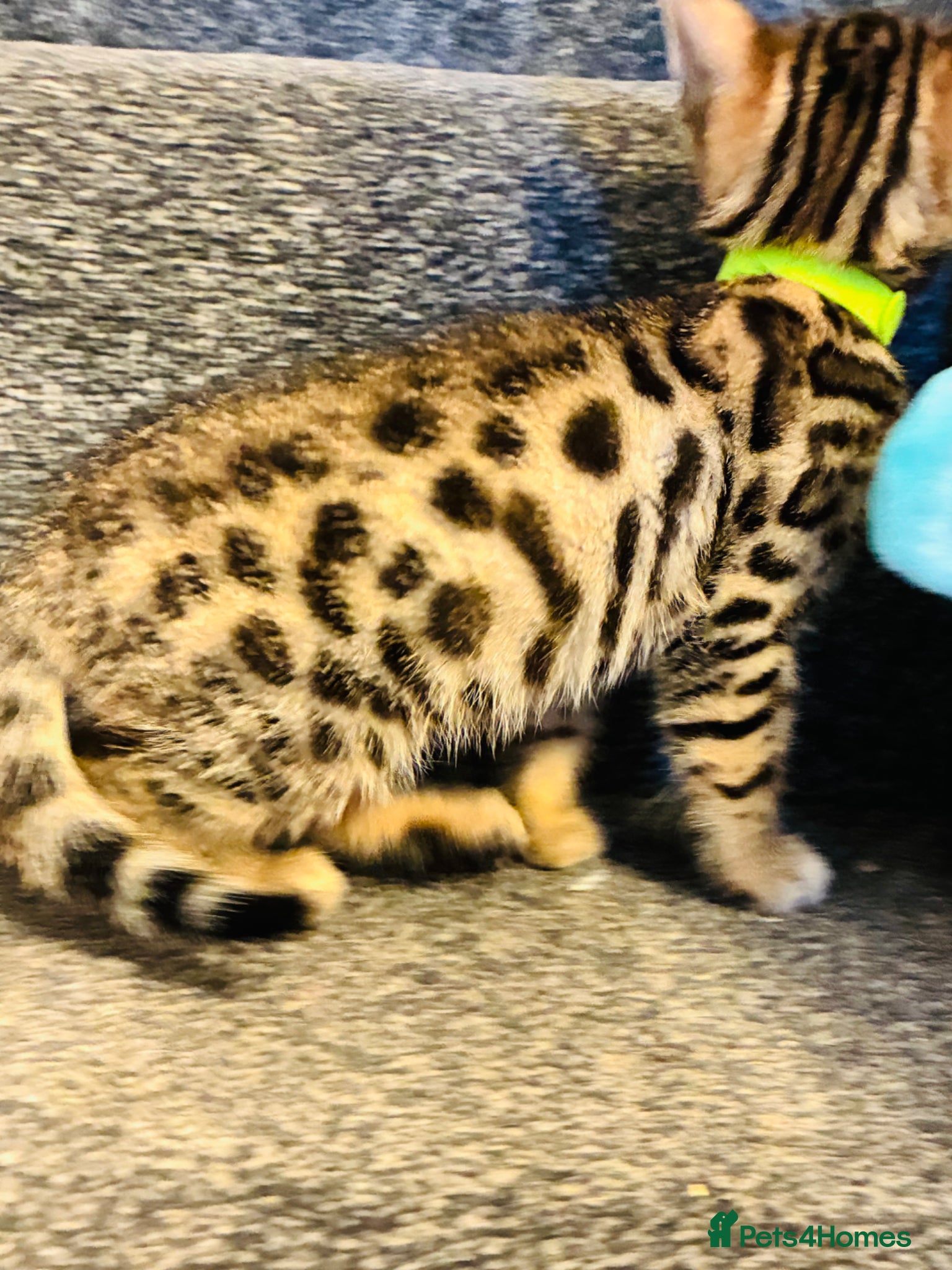 Bengal cats FINAL TWO ! Amazing Bengal kittens  - Advert 1