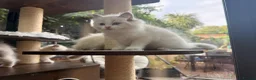 Ragdoll cats for sale: 🏆Sired by Imperial Grand Champion TICA REGISTERED - Advert 13