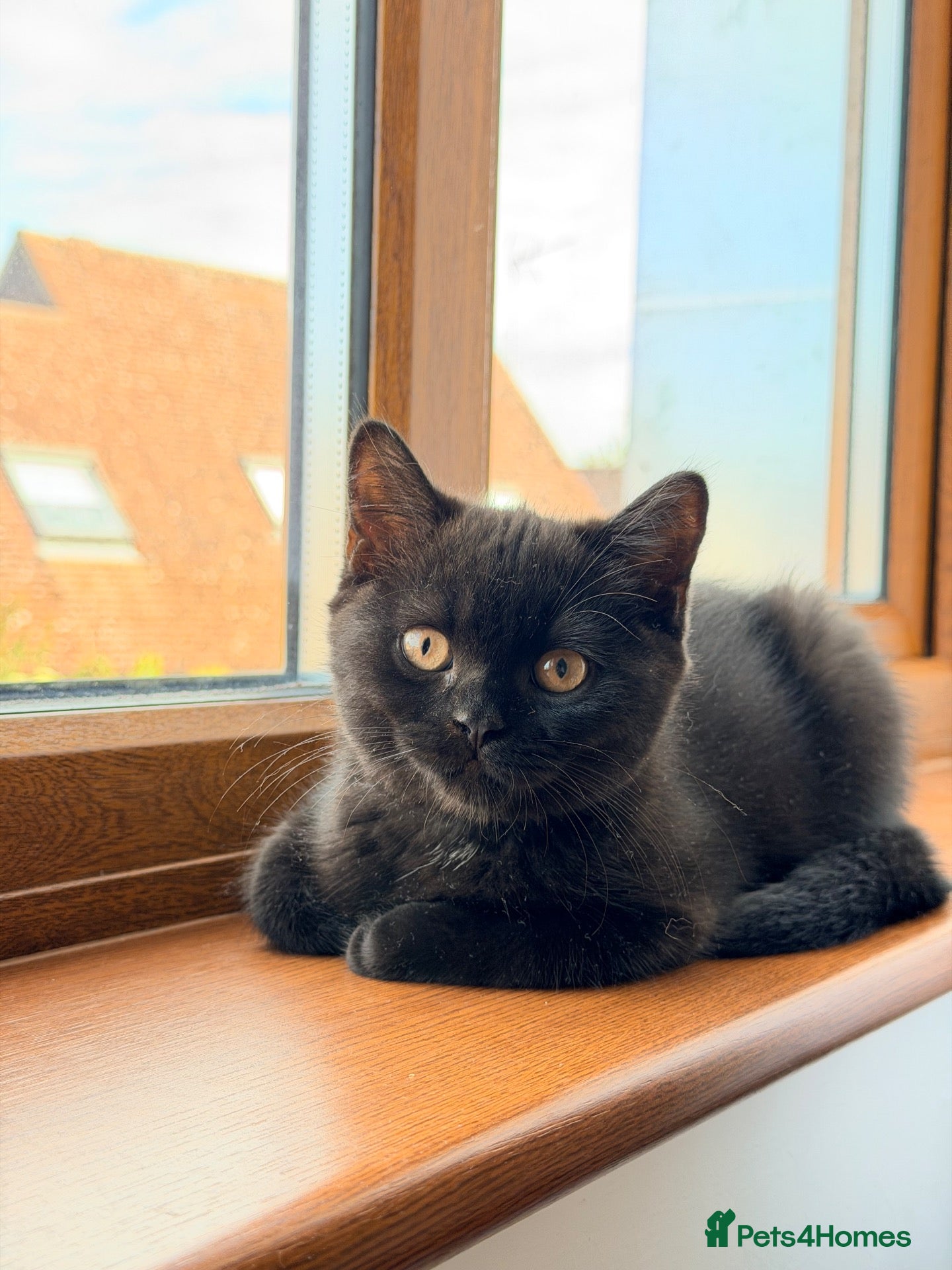 British Shorthair cats 🖤🐾✨ ONLY ONE BEAUTIFUL BSH KITTEN LEFT! 🖤🐾✨ - Advert 9