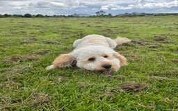 Cockapoo dogs for sale: Male Cockerpoo 2 year old - Image 6