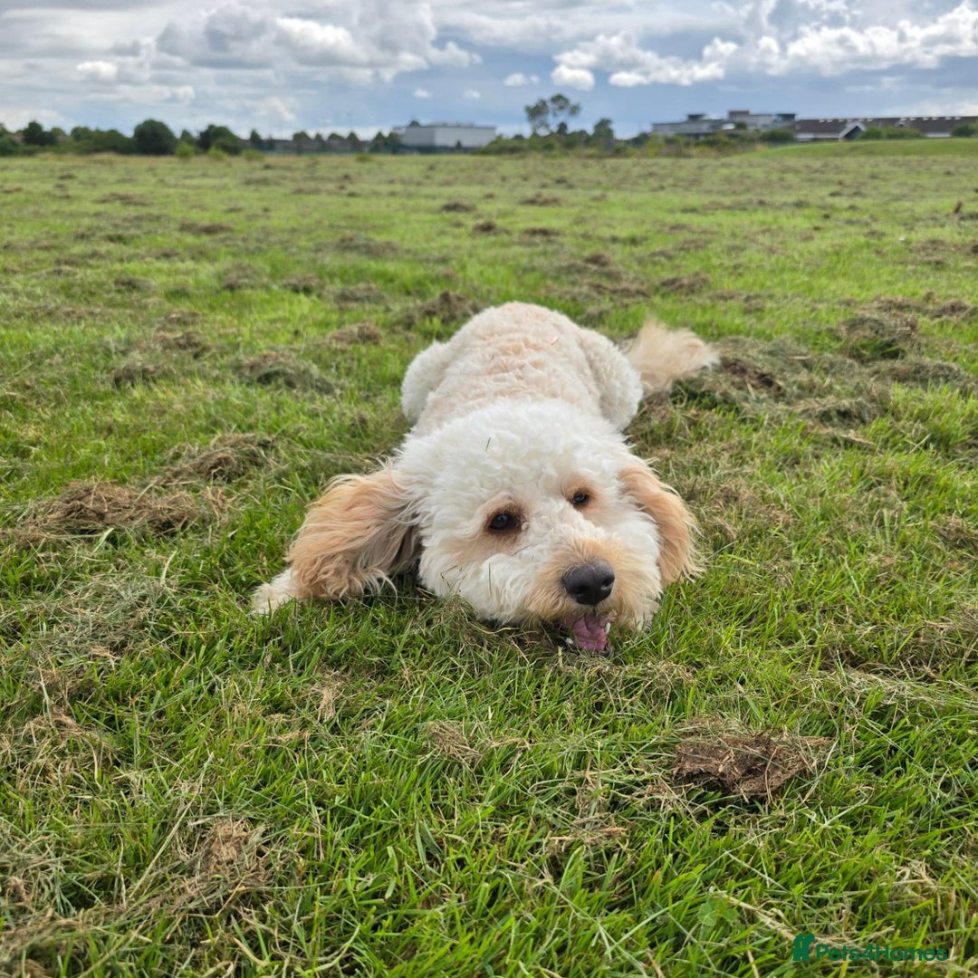 Cockapoo dogs for sale: Male Cockerpoo 2 year old - Image 6