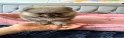 Pomeranian dogs for sale: Wolf & Orange Sable Teddy Bear Pomeranian Puppies - Advert 20