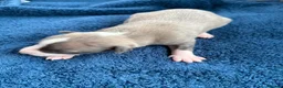 Whippet dogs for sale: 💕⭐️KC WHIPPET PUPS⭐️ 💕 - Advert 30