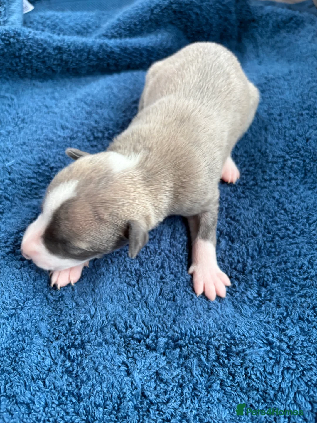 Whippet dogs for sale: 💕⭐️KC WHIPPET PUPS⭐️ 💕 - Advert 30