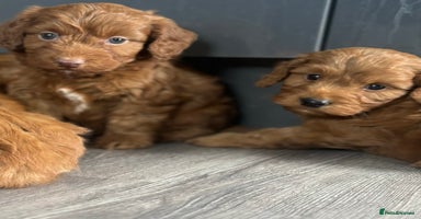 Cockapoo dogs - Advert 2
