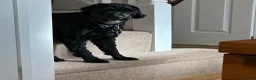 Cockapoo dogs for sale: Marley- Male cockapoo 3 yrs in Ipswich - Advert 3