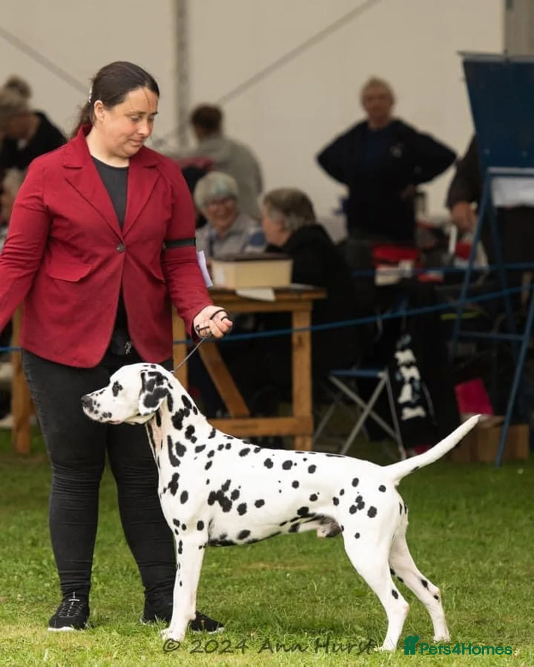 Dalmatian dogs for stud: Health tested, tv and advert star Dalmatian   in Aberdare - Advert 29