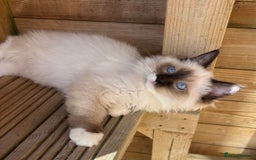 Ragdoll cats for sale: Stunning gccf seal mitted  girl really fluffy  - Image 12