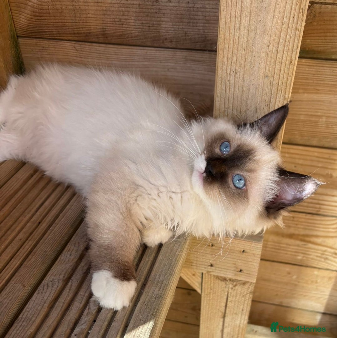 Ragdoll cats for sale: Stunning gccf seal mitted  girl really fluffy  - Image 12