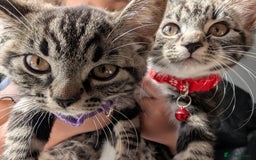 Domestic Shorthair cats for sale: Beautiful loving little tabby brother and sister - Image 1