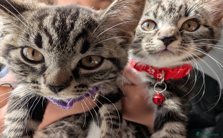 Domestic Shorthair cats - Advert 2