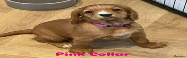 Cocker Spaniel 3