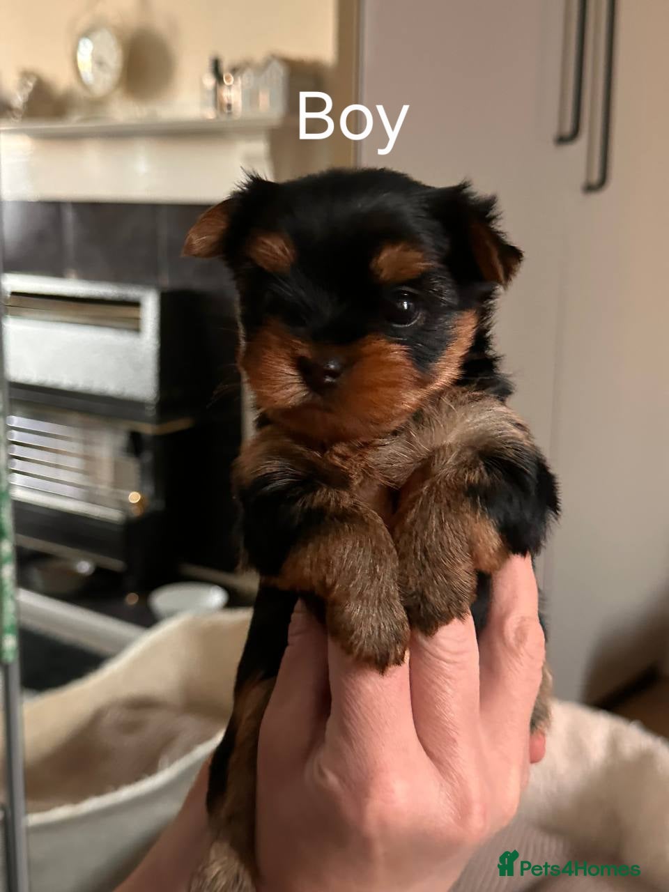 Yorkshire Terrier dogs for sale:  KC Registered Yorkshire Terrier Puppies  - Advert 6