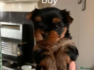 Yorkshire Terrier dogs KC Registered Yorkshire Terrier Puppies - Advert 7