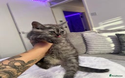 Persian cats for sale: Mother and baby kitten  - Image 1