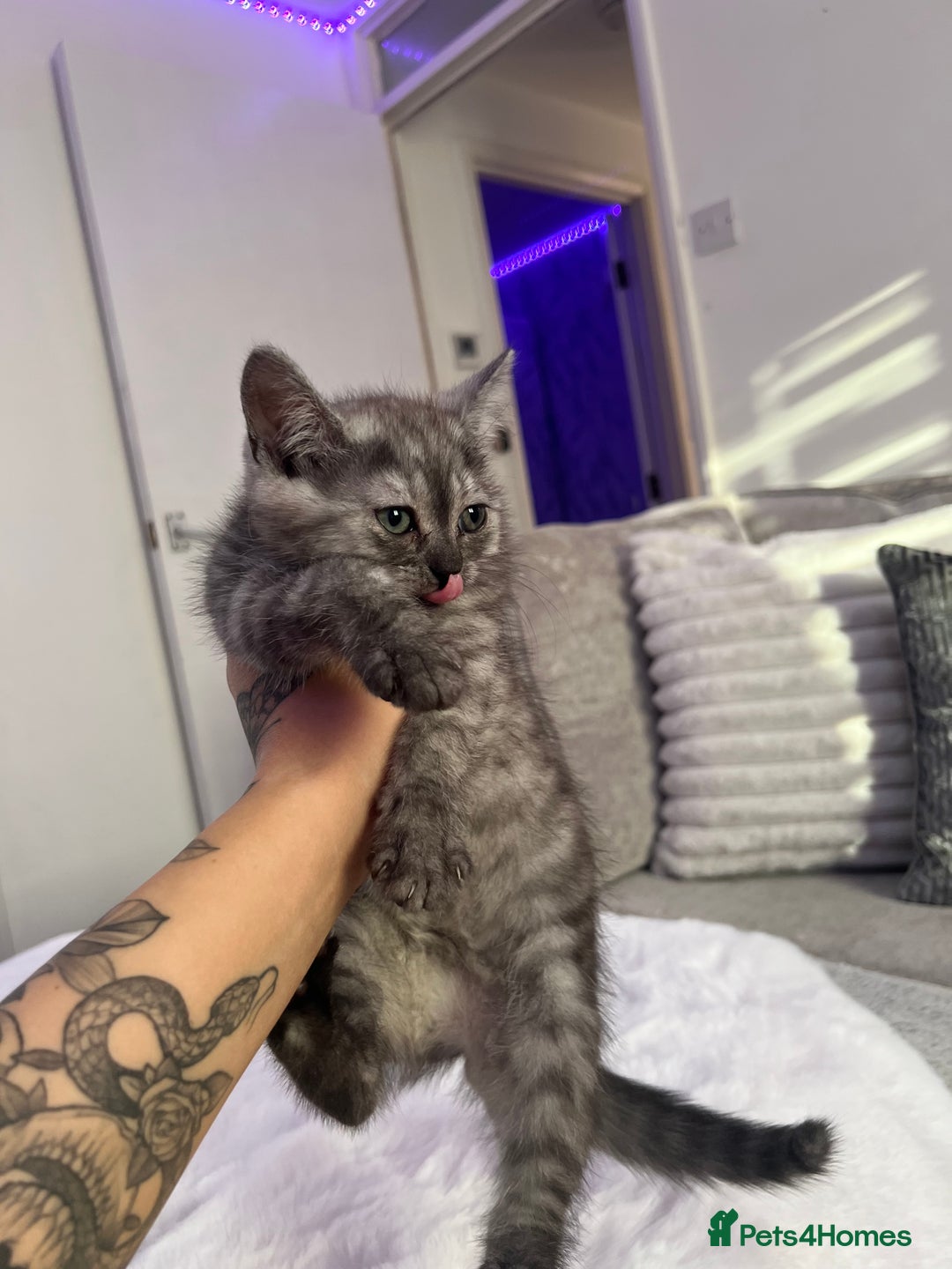 Persian cats for sale: Mother and baby kitten  - Image 1