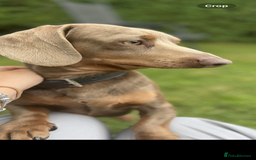 Dachshund dogs for stud: Isabella Dachshund for STUD - Image 1