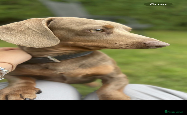 Dachshund dogs - Advert 1