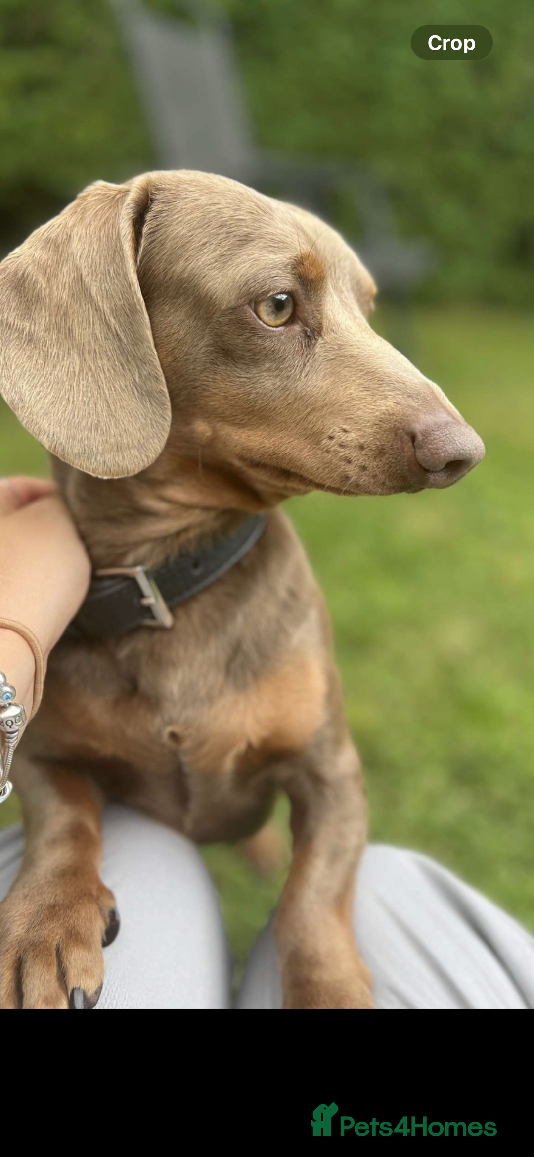 Dachshund dogs for stud: Isabella Dachshund for STUD - Image 1