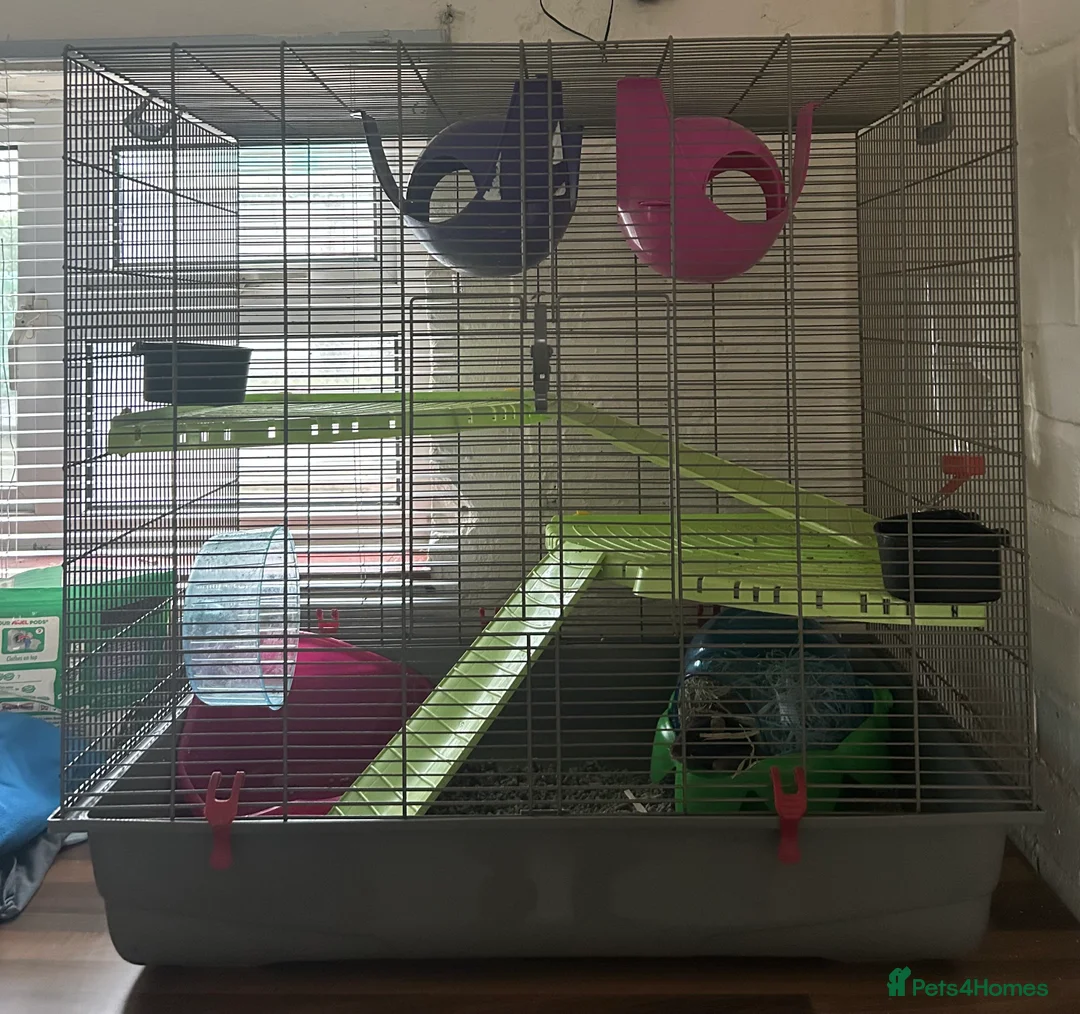 Rat rodents for sale: Large domestic Rats - Advert 4