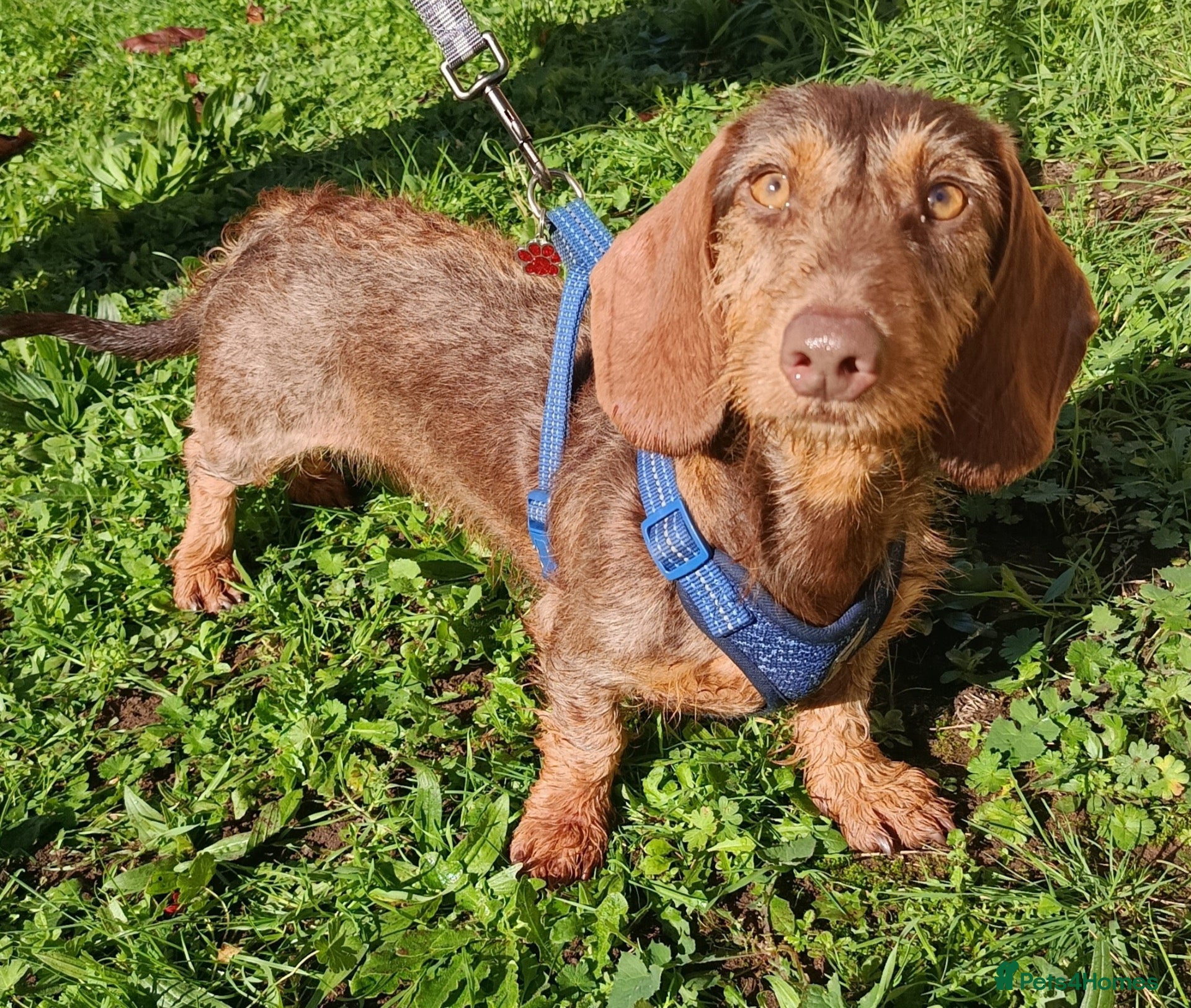 Miniature Dachshund dogs A BEAUTIFUL MINATURE WIRE FEMALE - Advert 7