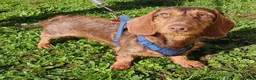 Miniature Dachshund dogs for sale: A BEAUTIFUL MINATURE WIRE FEMALE - Advert 1