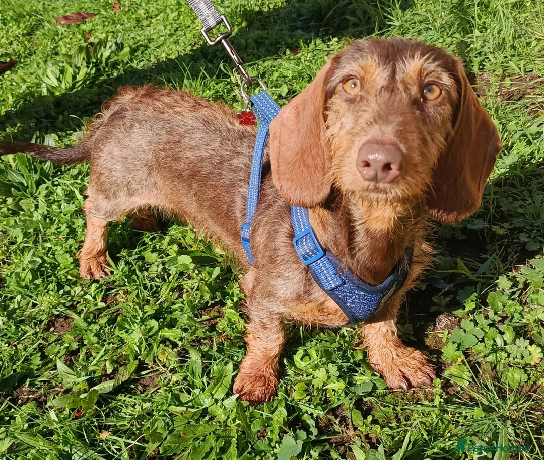 Miniature Dachshund dogs for sale: A BEAUTIFUL MINATURE WIRE FEMALE - Advert 1