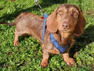 Miniature Dachshund dogs A BEAUTIFUL MINATURE WIRE FEMALE - Advert 5