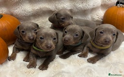 Miniature Dachshund dogs for sale: 5 Isabella & tan miniature dachshunds 🏡 - Advert 3