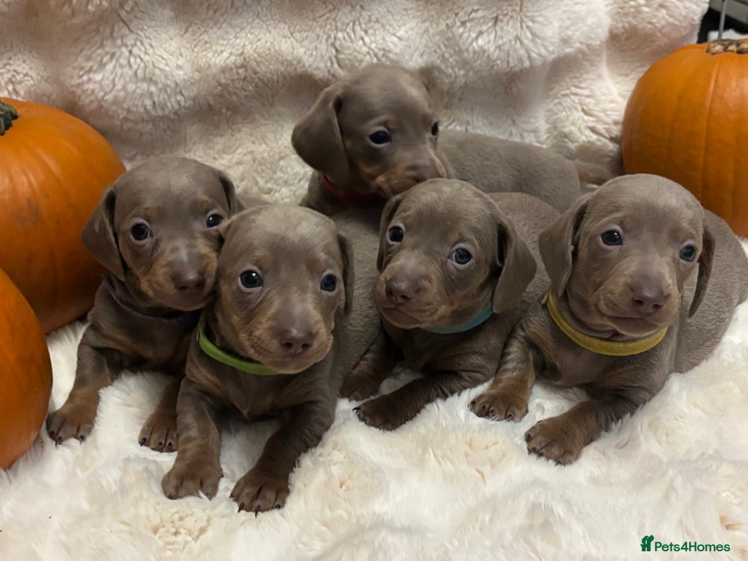 Miniature Dachshund dogs for sale: 5 Isabella & tan miniature dachshunds 🏡 - Advert 3