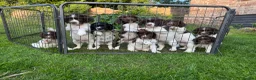 English Springer Spaniel dogs for sale: Old fashioned springer spaniel puppies - Advert 5
