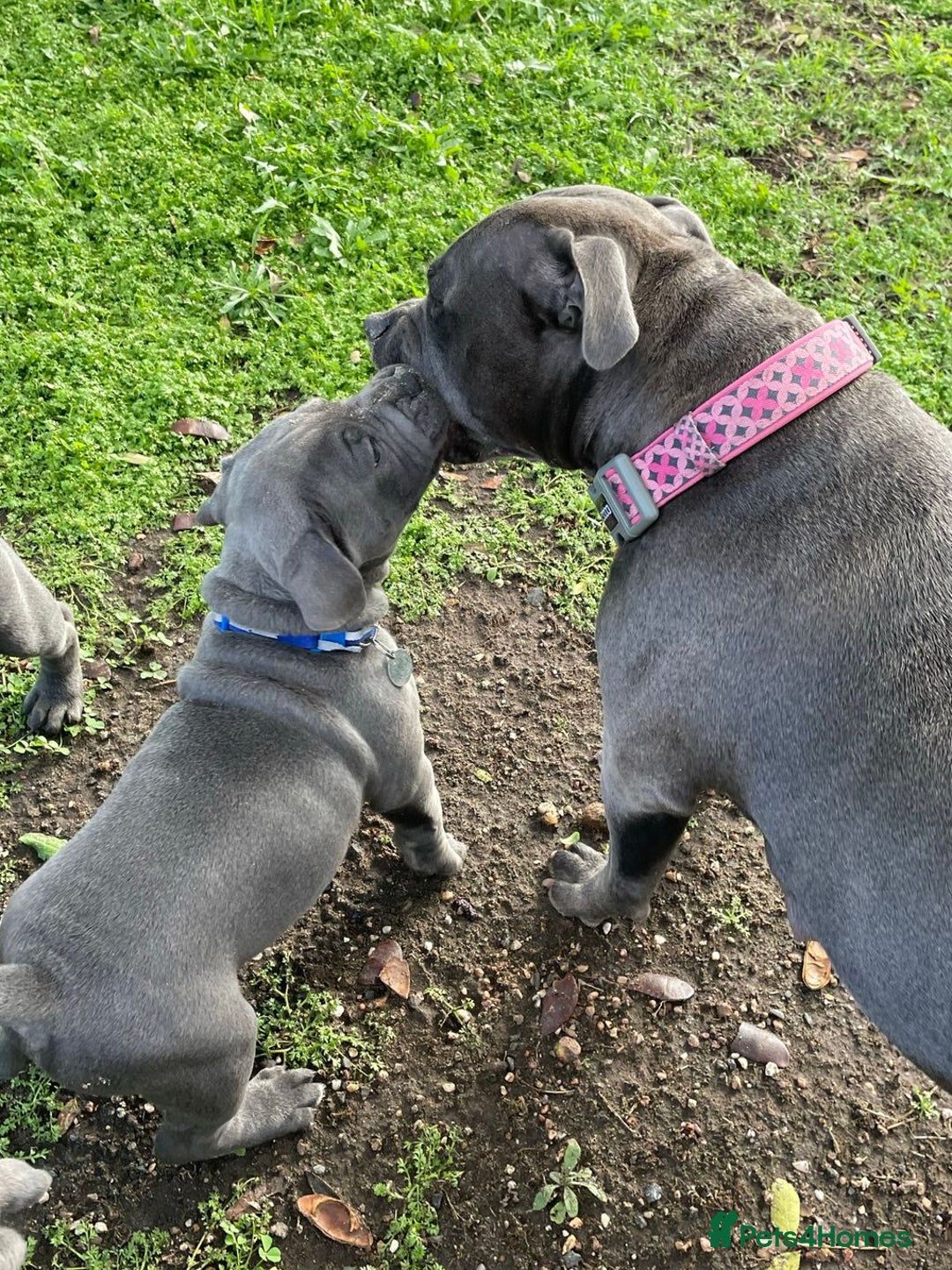 Staffordshire Bull Terrier dogs for sale: Outstanding  %100 Health Tested Staffy Puppies - Advert 23