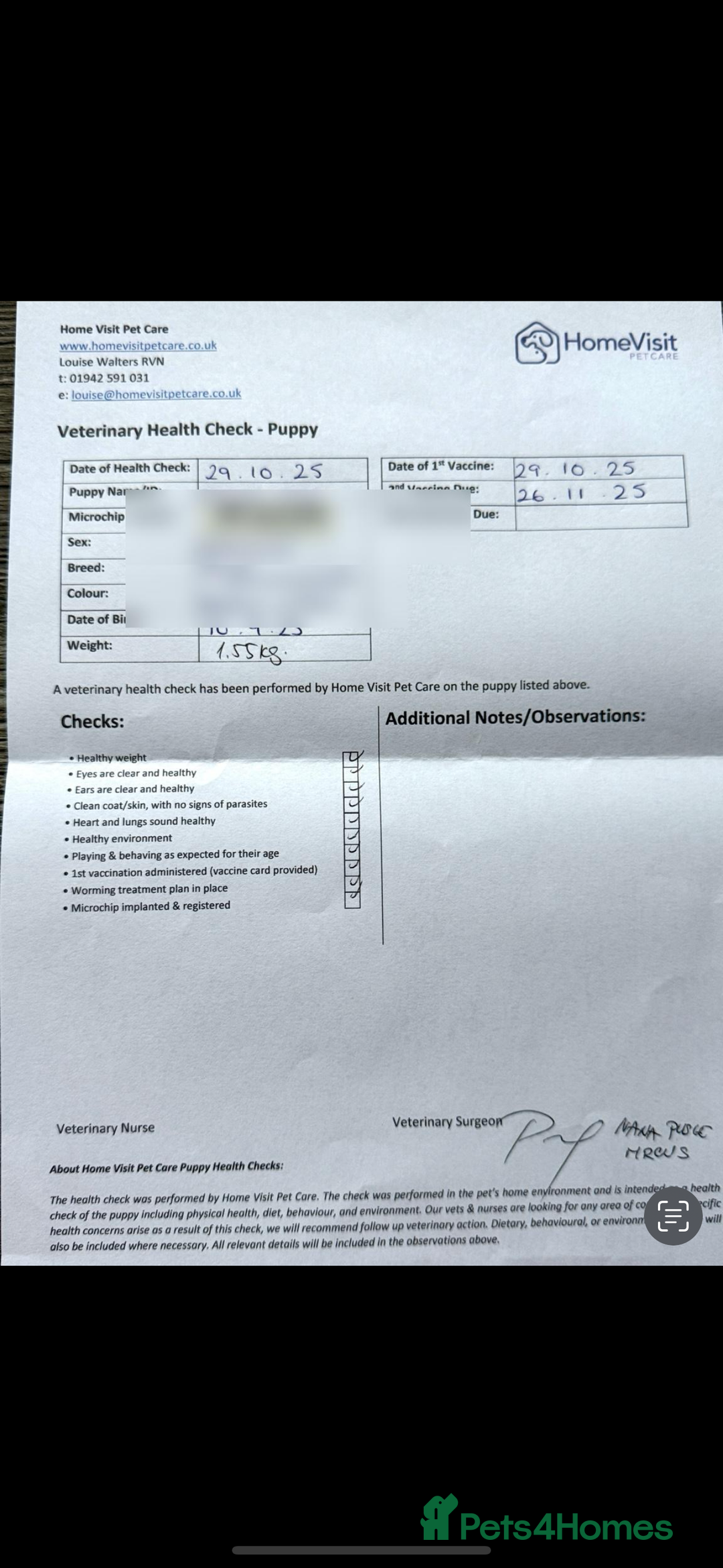 Miniature Dachshund dogs for sale: Mini Dachshund puppies, PRA clear, health tested - Image 5