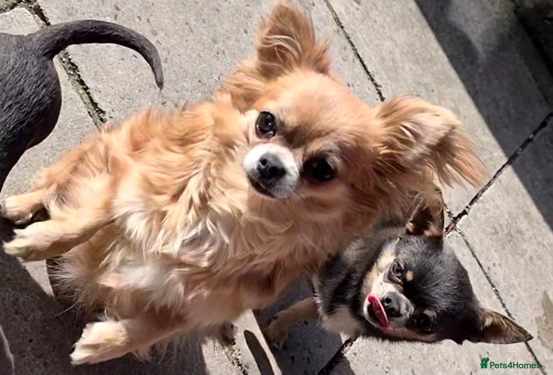Chihuahua dogs for sale: Chihuahua blue boy - Image 6