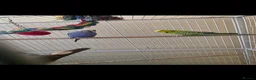 Budgerigars birds for sale: 2 male budgies and cage in Darlington - Advert 2