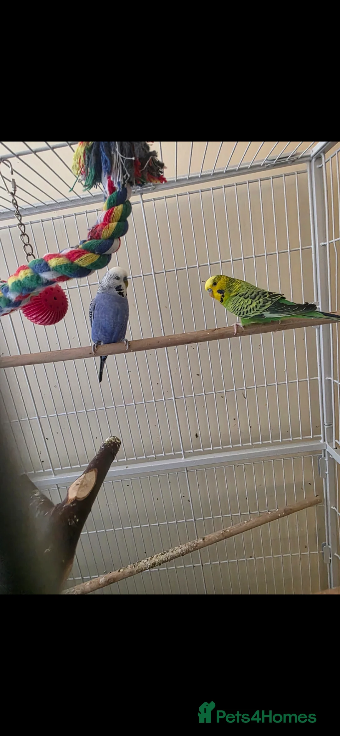 Budgerigars birds for sale: 2 male budgies and cage in Darlington - Advert 2