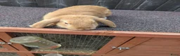 Mini Lop rabbits for sale: Mini lops  - Advert 10