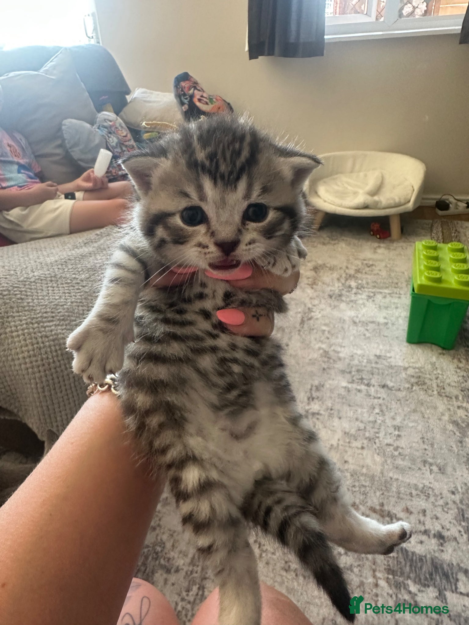 British Shorthair cats for sale: Exceptional British Shorthair kittens 🩷 - Advert 3