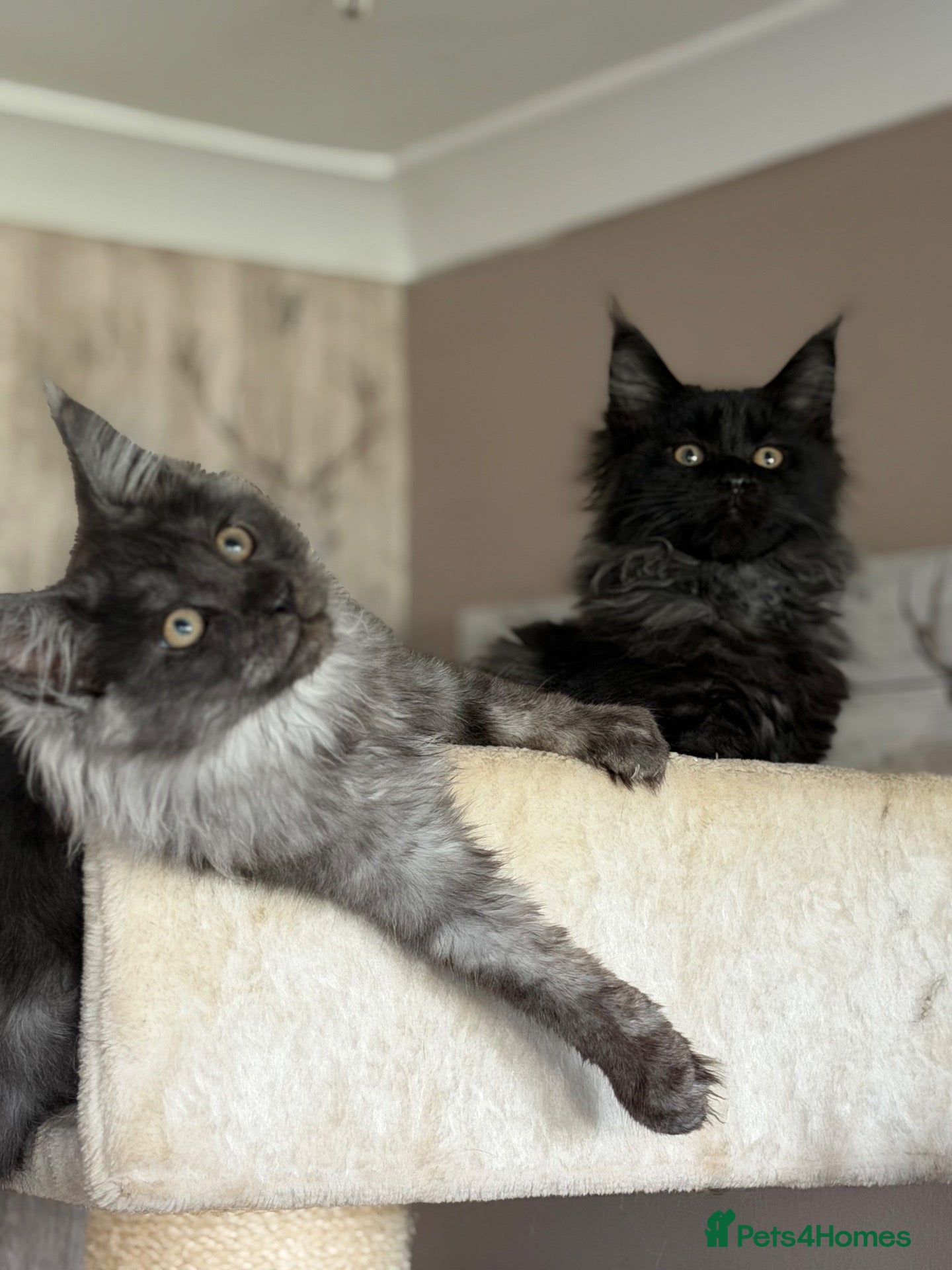 Maine Coon cats Tica registered black smoked male Maine coon - Advert 2