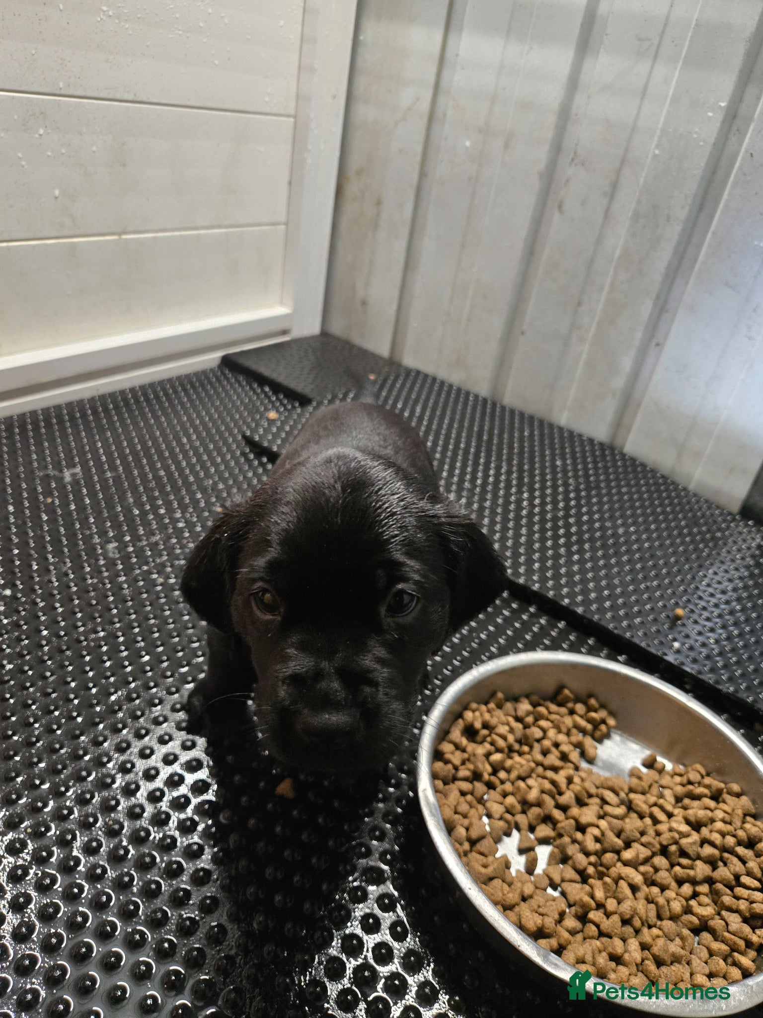 Labrador Retriever dogs for sale: Exceptionally well bred KC reg Working Labradors - Advert 17