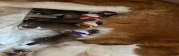 Saint Bernard dogs for sale: Saint Bernard puppies  in Cleethorpes - Advert 29