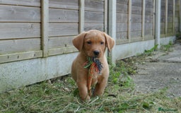 Labrador Retriever dogs for sale: Gorgeous Yellow & Fox Red Labrador Puppies KC REG - Image 10
