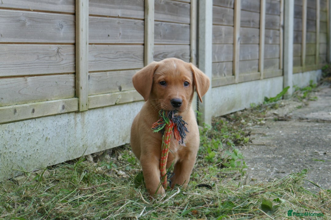 Labrador Retriever dogs for sale: Gorgeous Yellow & Fox Red Labrador Puppies KC REG - Image 10