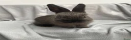Mixed Breed rabbits for sale: Beautiful babies in Sale - Advert 8