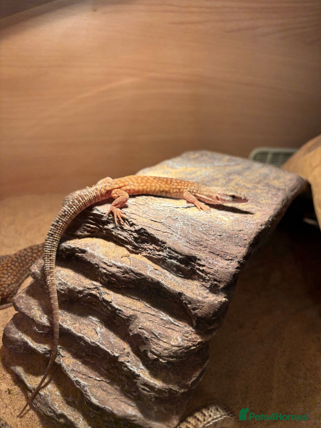 Monitor reptiles for sale: Baby yellow Ackie monitors  - Advert 7