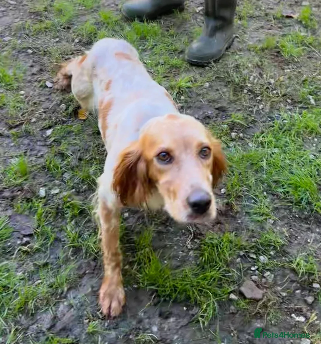 English Setter dogs for adoption: Nacho in Tonypandy - Advert 2