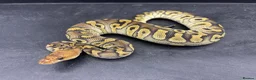 Python Snake reptiles for sale: Ball pythons for sale  - Advert 5
