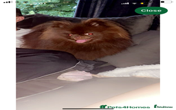 Pomsky dogs for sale: Four gorgeous pomskys - Image 8